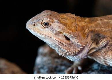 Close Up Of Beautiful Bearded Dragon Perched On A Rock Against A Black Background. Short Depth Of Field.