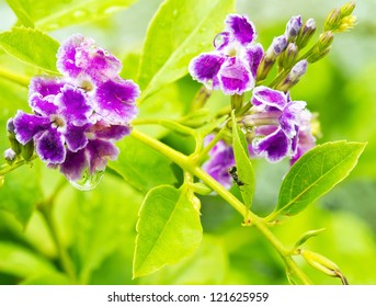 Close up of beautiful blossoming violet flowers with raindrops, (Duranta erecta, Verbenaceae)