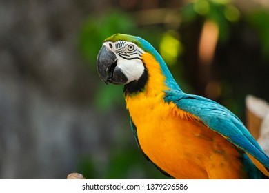 Close Up To The Beautiful Blue And Yellow Macaws. Psittaciformes On Natural Background.