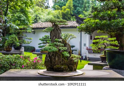 Bonsai Garden High Res Stock Images Shutterstock