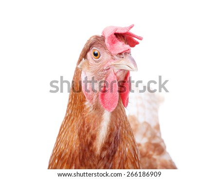 Similar – Chicken on meadow. Animal