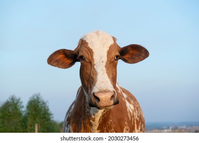 Close Up Of Beautiful Brown And White Spotted Dutch Cow (Holstein Friesian) At Sunset. Cow With Ticks Parasitizing Its Ear. Parasitism Is An Inharmonic Interspecific Ecological Relationship.