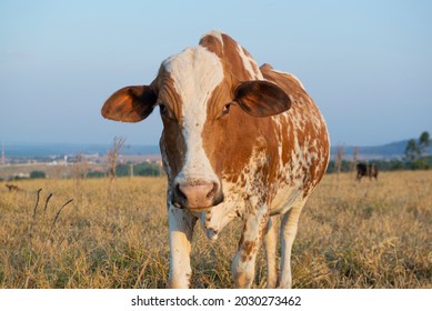 Close Up Of Beautiful Brown And White Spotted Dutch Cow (Holstein Friesian) At Sunset. Cow With Ticks Parasitizing Its Ear. Parasitism Is An Inharmonic Interspecific Ecological Relationship.