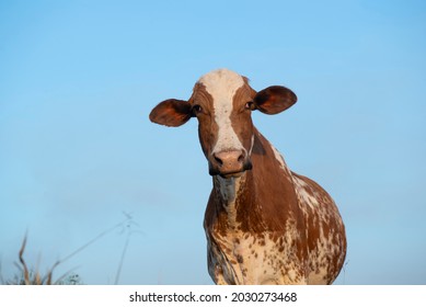 Close Up Of Beautiful Brown And White Spotted Dutch Cow (Holstein Friesian) At Sunset. Cow With Ticks Parasitizing Its Ear. Parasitism Is An Inharmonic Interspecific Ecological Relationship.