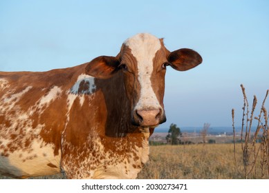 Close Up Of Beautiful Brown And White Spotted Dutch Cow (Holstein Friesian) At Sunset. Cow With Ticks Parasitizing Its Ear. Parasitism Is An Inharmonic Interspecific Ecological Relationship.