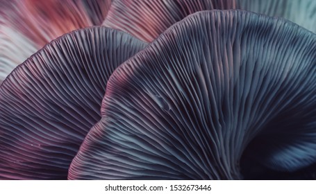 Close up beautiful bunch mushrooms color light in the tree background texture. Macro Photography View. - Shutterstock ID 1532673446