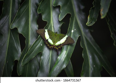 547 Emerald swallowtail butterfly Images, Stock Photos & Vectors