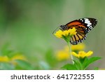 close up beautiful butterfly on yellow flower, Monart butterfuy