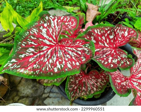 Close up of beautiful Caladium worton or Whorton tropical foliage plant, with bright colorful leaves. Nature background.
