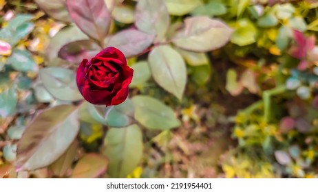 Close Up Of Beautiful Closed Red Rose.