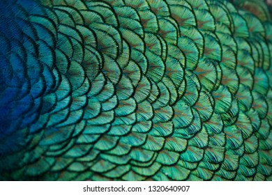 Close up of Beautiful, Colorful Peacock Feathers  - Shutterstock ID 1320640907