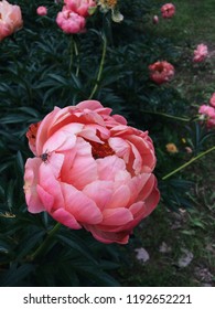 Close up of beautiful "Coral Sunset" Peony flower blooming in the garden. Fly landed on petals