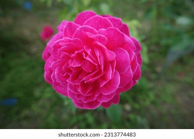 Close up of beautiful Damask rose in the garden, selective focus. Garden concept. - Powered by Shutterstock