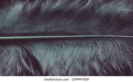 Close Up Beautiful Dark Bird Feather Pattern Background For Design Texture. Macro Photography View. 