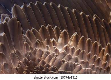 Close up of beautiful eagle feathers in nature. - Powered by Shutterstock