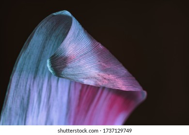 Close Up Beautiful Faded Old Leaf In Neon Light On A Black. Minimalism Retro Style Concept. 80s. Background Pattern For Design. Macro Photography View.