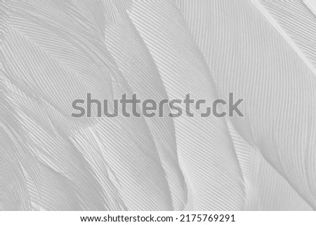 Close up beautiful feathers texture. Macro photo dove feathers. High resolution photos texture soft feathers. Pastel white color.
