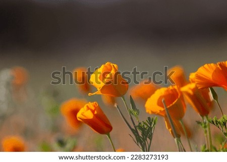 Close up of a beautiful field of California poppies, Eschscholzia californica. A stunning display of color during the super bloom of March of 2023. Sonoran desert golden wildflowers, Tucson, AZ.