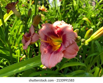 Close Up Of Beautiful Final Touch Day Lily Flowers