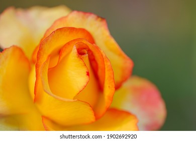 Close up Beautiful flower orange rose blossom in nature garden 