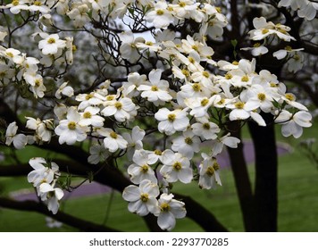 close up of beautiful flowering  white  dogwood flowers  in spring in  the public gardens of  bellefontaine cemetery  in north st. louis, missouri - Powered by Shutterstock