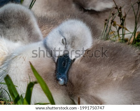 Close up of a beautiful, fluffy mute swan cygnet (cygnus olor) sleeping among others near the pond in green grass on sunny day. Beautiful nature and wildlife scenery