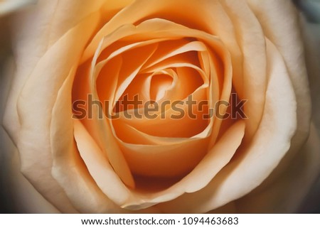 Similar – gelbe Rose blühende Rose