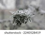Close Up Beautiful Frost Nature, Winter Seasonal Background