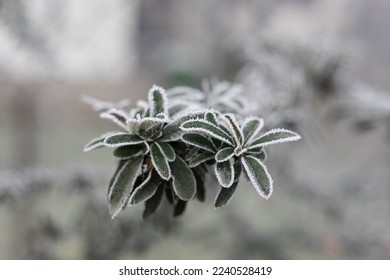 Close Up Beautiful Frost Nature, Winter Seasonal Background - Shutterstock ID 2240528419