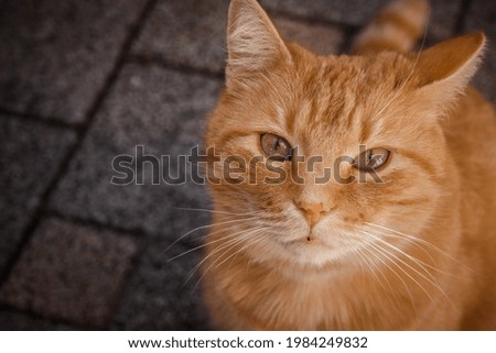 Similar – Image, Stock Photo red tabby cat sitting outside on a windowsill in the sunshine