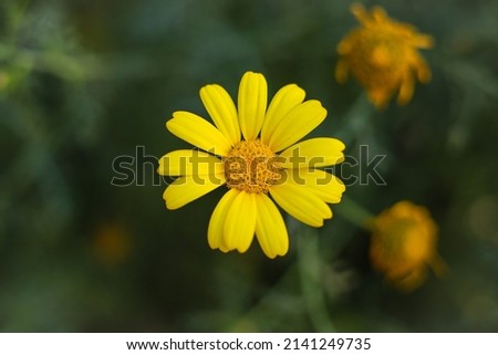 Close up of beautiful Golden marguerite flower. Golden marguerite flower against blurred background. Golden marguerite flower in flowers garden. With selective focus on the subject.