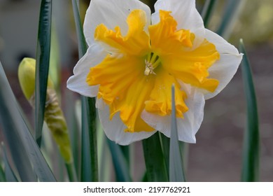 Close Up Of Beautiful Greek Mythology Narcissus Flower