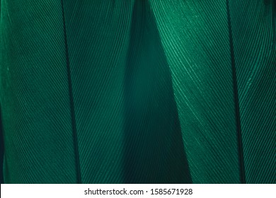 Close Up Beautiful Green Bird Feather Background Texture. Macro Photography View. 