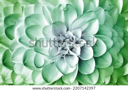 Close up of beautiful  green  flower  dahlia  background.   Nature.