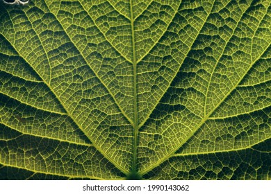 Close up beautiful green leaf on a outdoor background  pattern texture. 