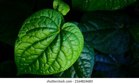 Close up beautiful green leaf texture. piper betle leaf or daun sirih for medicinal purposes