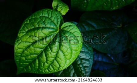 Close up beautiful green leaf texture. piper betle leaf or daun sirih for medicinal purposes