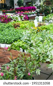 Close Up Of Beautiful Green Lettuces And Plants For Sale  At A Garden Center With Blank Tag For Mock Up