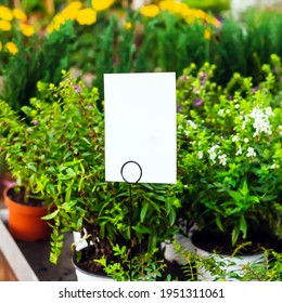 Close Up Of Beautiful Green Plants For Sale At A Garden Center With Blank Tag For Mock Up	
