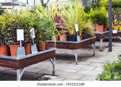 Close Up Of Beautiful Green Plants For Sale  At A Garden Center With Blank Tag For Mock Up