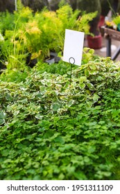 Close Up Of Beautiful Green Plants For Sale  At A Garden Center With Blank Tag For Mock Up	
