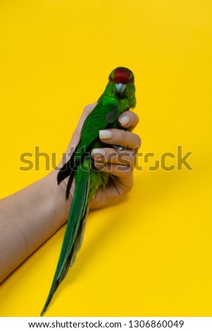 Close up beautiful green red-fronted Kakariki parrot in womans hand isotated on yellow background. Green parrot