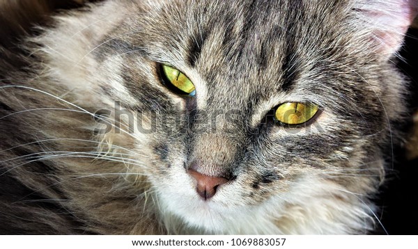 Close Beautiful Grey White Cat Golden Stock Photo Edit Now