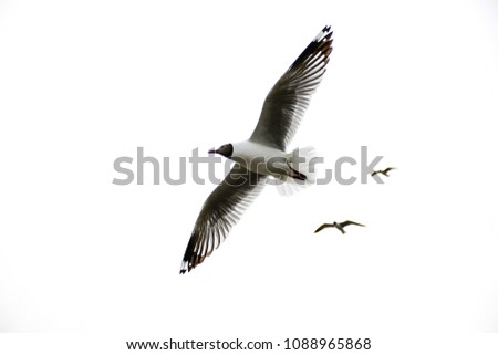 Close up of beautiful gull flying on a white background.