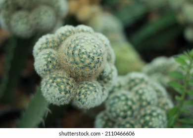 Close Up Beautiful Hairy Cactus 