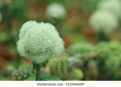 Close Up Beautiful Hairy Cactus 