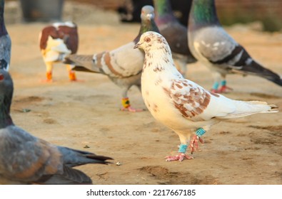 Close Up Of Beautiful Homing Pigeons. View Of Pigeons In The Front Of Pigeon Cages. Pigeons In Urban Environment. Homing Or Carrier Pigeon. Racer Pigeons. Message Bird. Rural Environment.