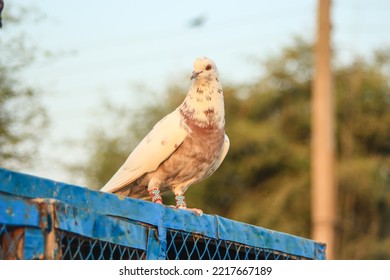 Close Up Of Beautiful Homing Pigeons. View Of Pigeons In The Front Of Pigeon Cages. Pigeons In Urban Environment. Homing Or Carrier Pigeon. Racer Pigeons. Message Bird. Rural Environment.