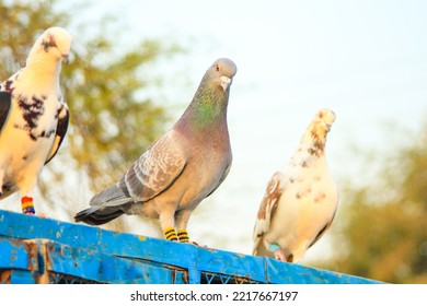 Close Up Of Beautiful Homing Pigeons. View Of Pigeons In The Front Of Pigeon Cages. Pigeons In Urban Environment. Homing Or Carrier Pigeon. Racer Pigeons. Message Bird. Rural Environment.