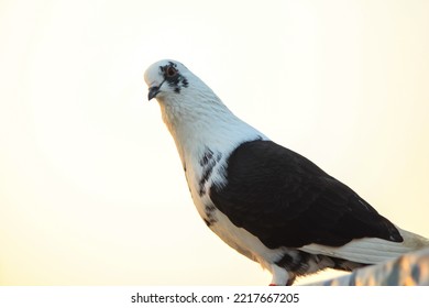 Close Up Of Beautiful Homing Pigeons. View Of Pigeons In The Front Of Pigeon Cages. Pigeons In Urban Environment. Homing Or Carrier Pigeon. Racer Pigeons. Message Bird. Rural Environment.